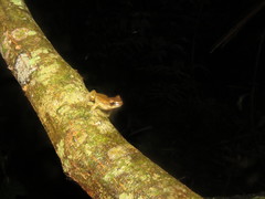 Dendropsophus schubarti