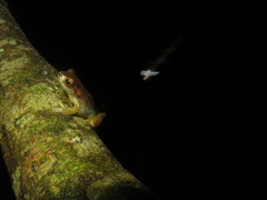 Dendropsophus schubarti