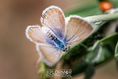 Icaricia icarioides evius