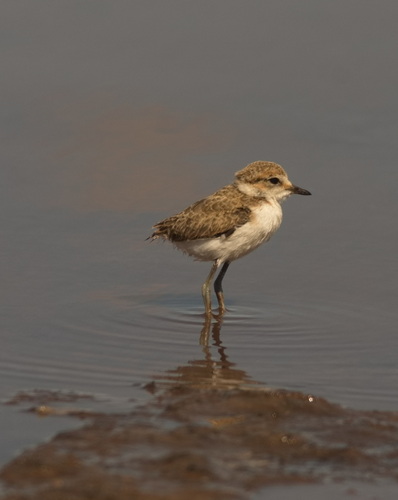 Chorlitejo patinegro (Charadrius alexandrinus)