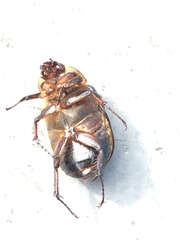 Ancognatha ustulata