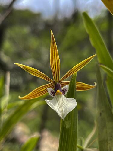 Complex Prosthechea citrina · iNaturalist