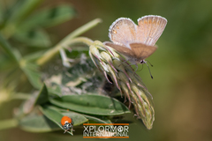 Icaricia icarioides evius