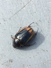 Ancognatha ustulata