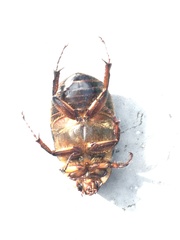 Ancognatha ustulata