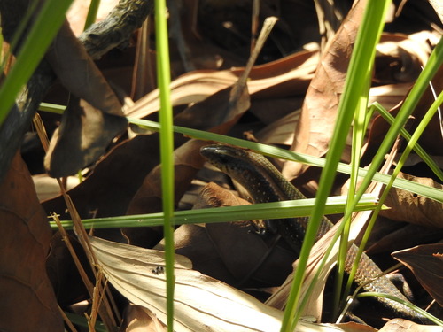 Eutropis multifasciata