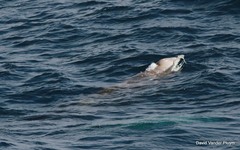 Ziphius cavirostris