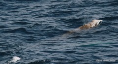 Ziphius cavirostris