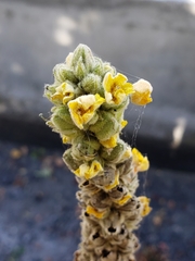 Verbascum thapsus