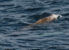 Ziphius cavirostris