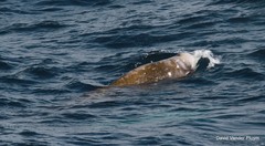 Ziphius cavirostris