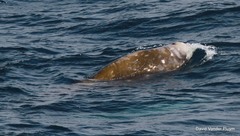 Ziphius cavirostris