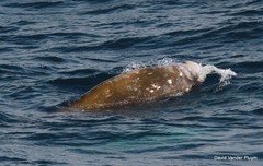 Ziphius cavirostris
