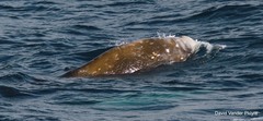 Ziphius cavirostris