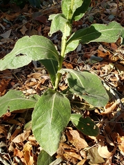 Verbascum thapsus