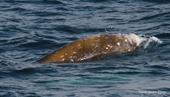 Ziphius cavirostris