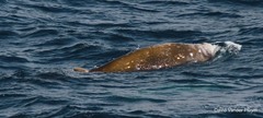 Ziphius cavirostris