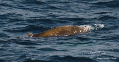 Ziphius cavirostris