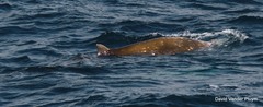 Ziphius cavirostris
