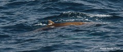Ziphius cavirostris