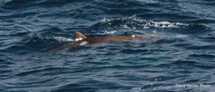 Ziphius cavirostris