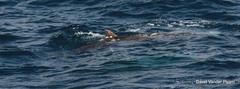 Ziphius cavirostris