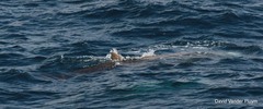Ziphius cavirostris