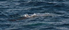 Ziphius cavirostris