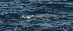 Ziphius cavirostris