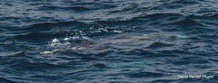 Ziphius cavirostris