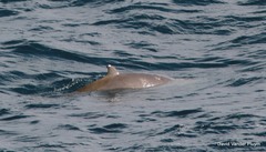 Ziphius cavirostris
