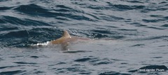 Ziphius cavirostris