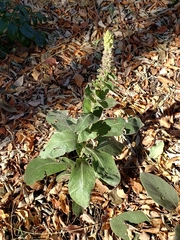 Verbascum thapsus