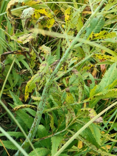Puccinia cicutae