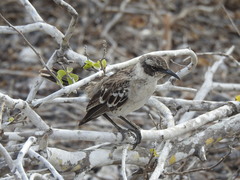 Mimus parvulus bauri
