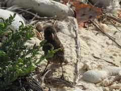 Geospiza acutirostris