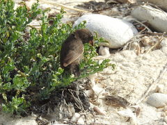 Geospiza acutirostris