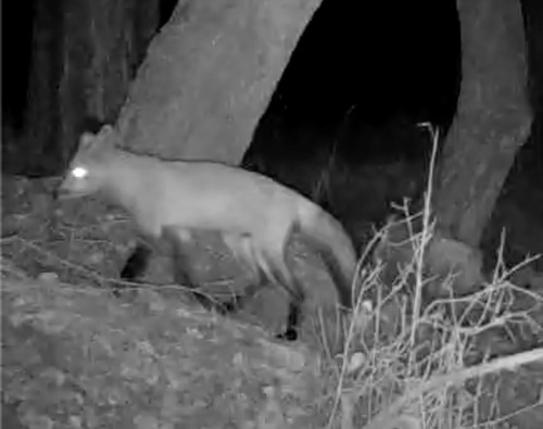 iNaturalist observation photo of Red Fox