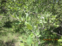 Forestiera phillyreoides