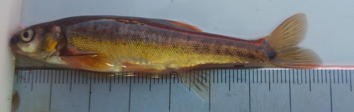 European Minnow
