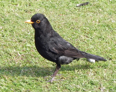 Turdus merula