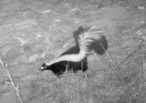 iNaturalist observation photo of Striped Skunk