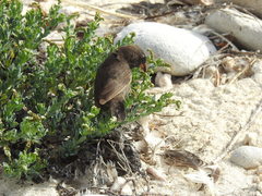 Geospiza acutirostris