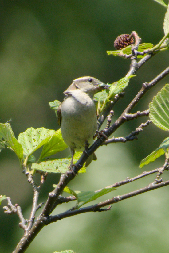 Russet Sparrow