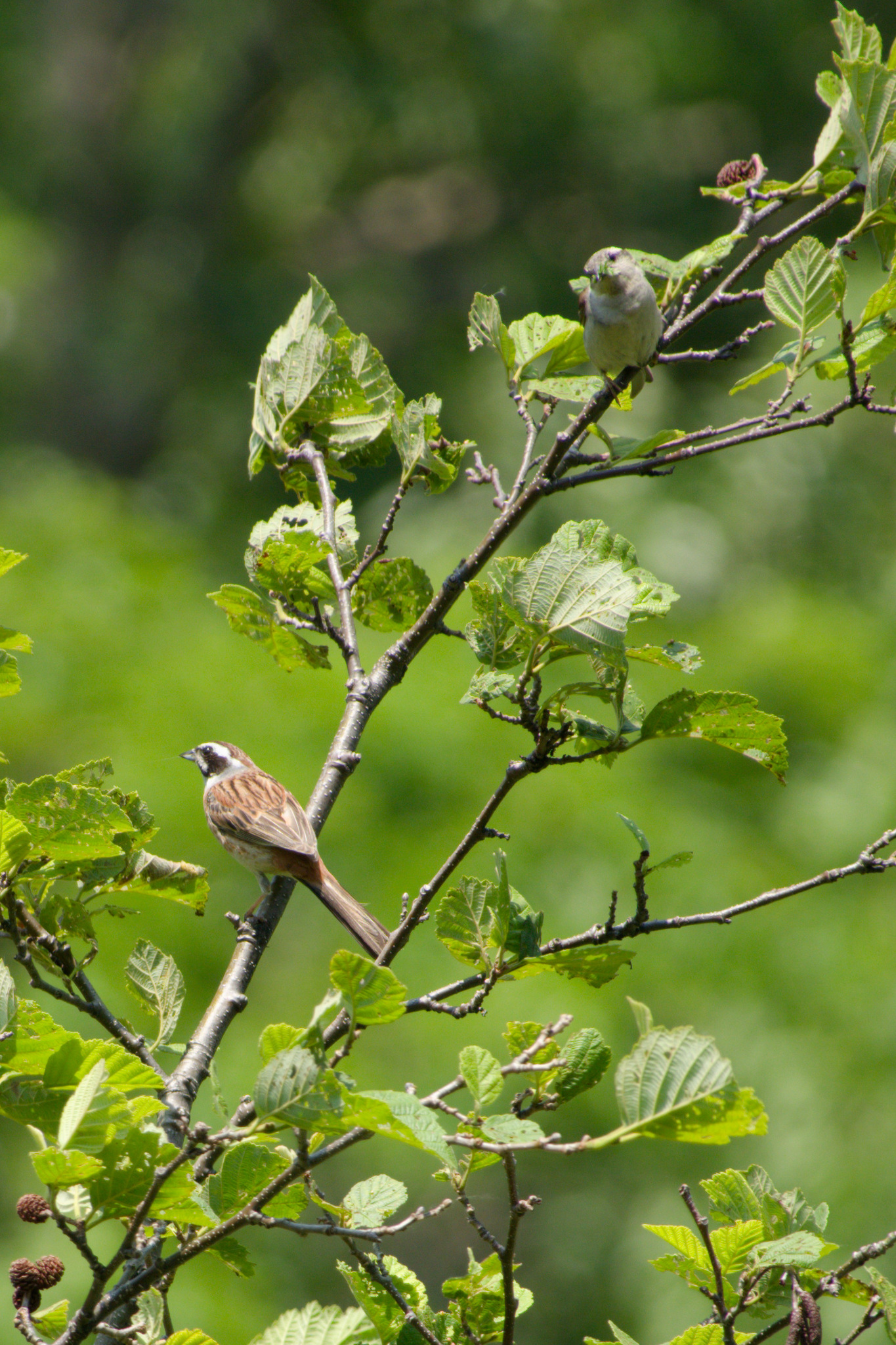 Russet Sparrow