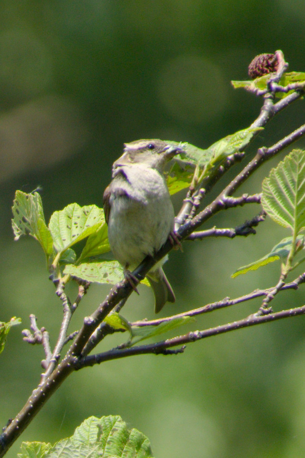 Russet Sparrow