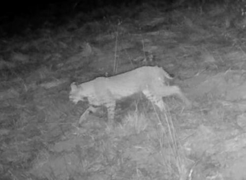 iNaturalist observation photo of Bobcat