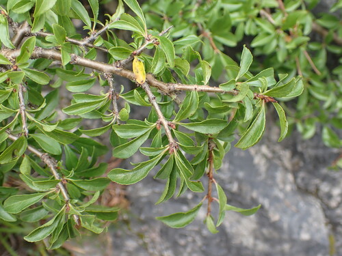 Rock Buckthorn (Rhamnus saxatilis)