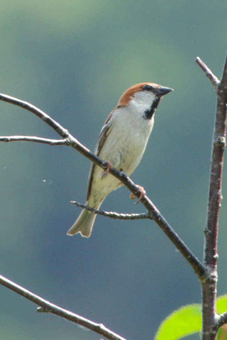 Russet Sparrow