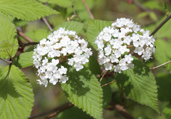 Viburnum erosum